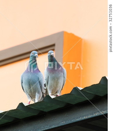 couples of homing pigeon standing on home roof couples of homing pigeon standing on home roof 32751036