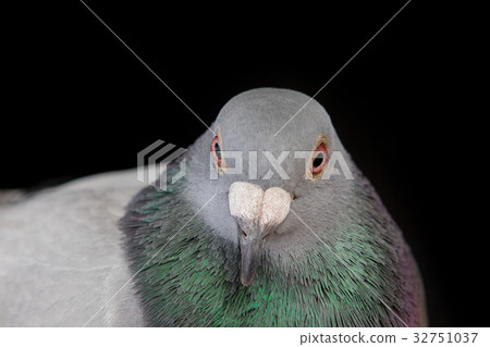 close up bill and face of male pigeon bird close up bill and face of male pigeon bird 32751037
