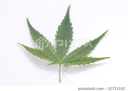 Fresh hemp leaves medical cannabis 32751183