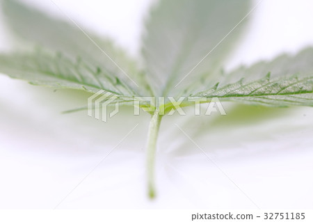 Fresh hemp leaves medical cannabis 32751185