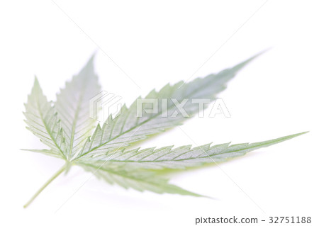 Fresh hemp leaves medical cannabis 32751188