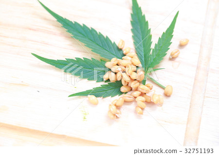 Fresh hemp leaves medical cannabis 32751193