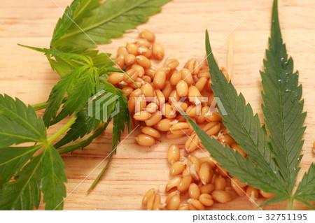 Fresh hemp leaves medical cannabis 32751195