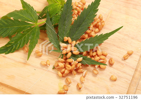 Fresh hemp leaves medical cannabis 32751196