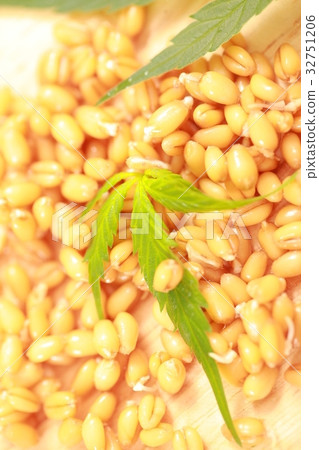 Fresh hemp leaves medical cannabis 32751206