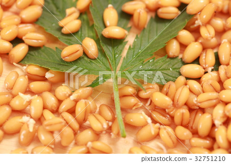 Fresh hemp leaves medical cannabis 32751210