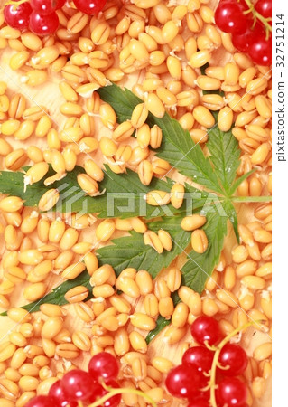 Fresh hemp leaves medical cannabis 32751214