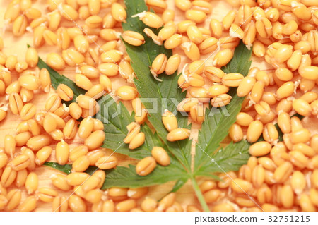 Fresh hemp leaves medical cannabis 32751215