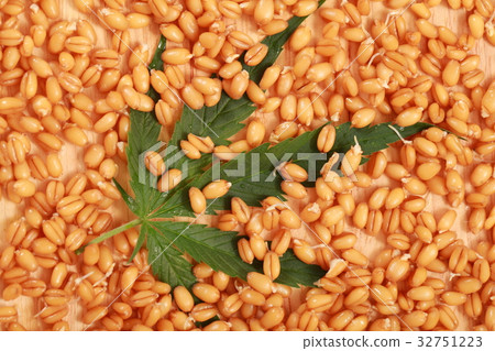 Fresh hemp leaves medical cannabis 32751223