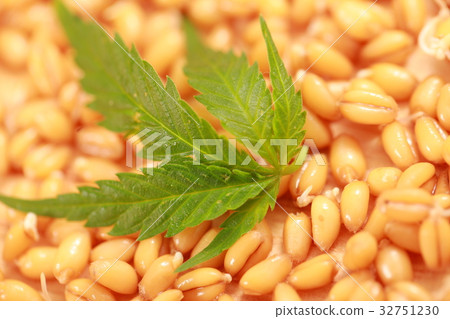 Fresh hemp leaves medical cannabis 32751230