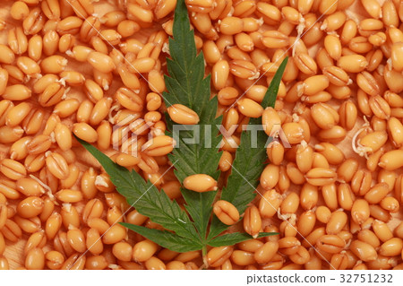 Fresh hemp leaves medical cannabis 32751232