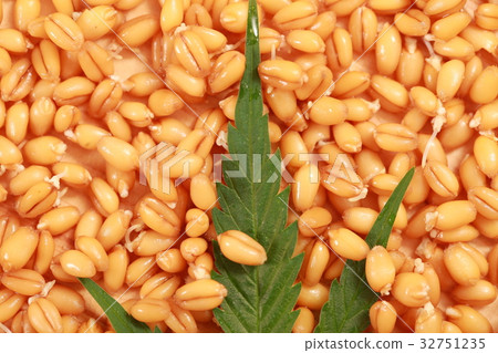 Fresh hemp leaves medical cannabis 32751235