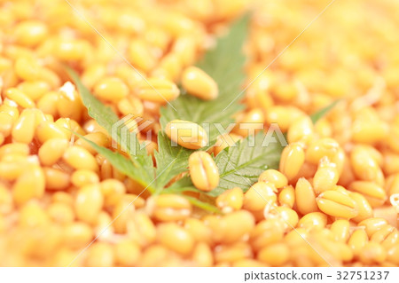 Fresh hemp leaves medical cannabis 32751237