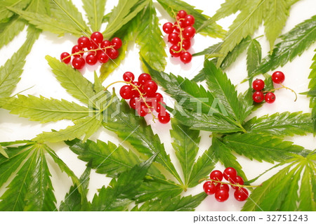 Fresh hemp leaves medical cannabis 32751243