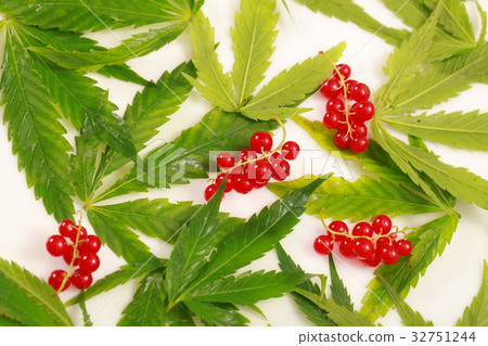 Fresh hemp leaves medical cannabis 32751244