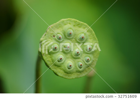 Lotus flower bud (hard) Lotus flower bud (hard) 32751609