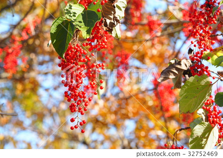 Fruit of the yellow potato 32752469