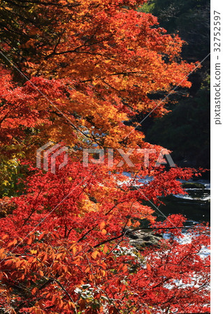 Impression of autumn Suwa Gorge Autumn leaves Impression of autumn Suwa Gorge Autumn leaves 32752597