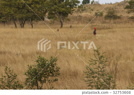 非洲史瓦濟蘭冬景生活 32753608