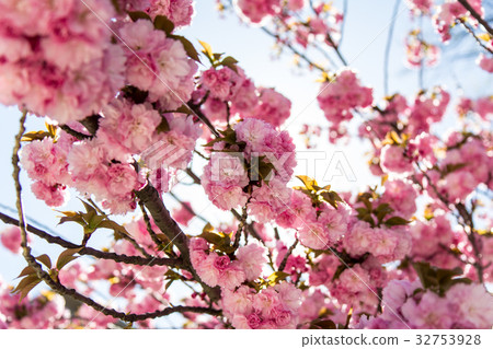 Roanoke cherry blossoms 32753928