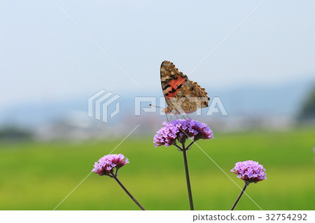 Willow and bluefin leopard Willow and bluefin leopard 32754292