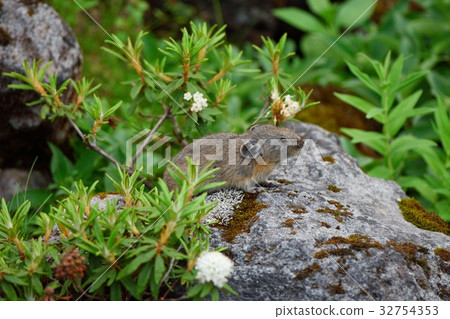 Ezo iso and a pika Ezo iso and a pika 32754353