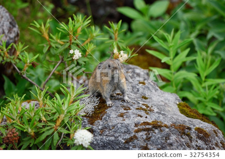 Ezo iso and a pika 32754354