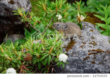 Ezo iso and a pika Ezo iso and a pika 32754355