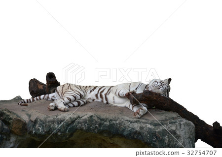 Isolated sleeping white tiger with rock Isolated sleeping white tiger with rock 32754707