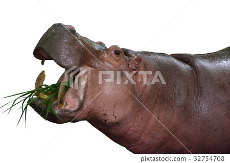 Hippotamus is eating some of grasses Hippotamus is eating some of grasses 32754708