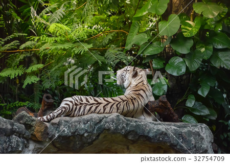 White tiger is resting on the rock White tiger is resting on the rock 32754709