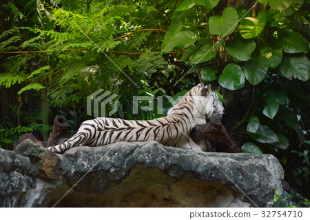 White tiger is resting on the rock White tiger is resting on the rock 32754710