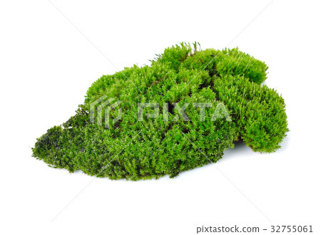 Green moss isolated on white bakground Green moss isolated on white bakground 32755061
