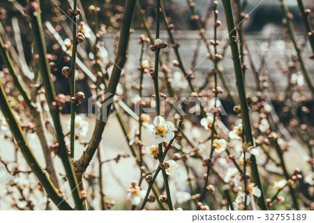 Beautiful flowering Japanese cherry Beautiful flowering Japanese cherry 32755189