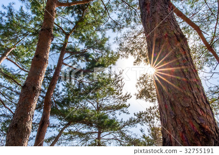 Beech forest in spring with the sun in the trees Beech forest in spring with the sun in the trees 32755191