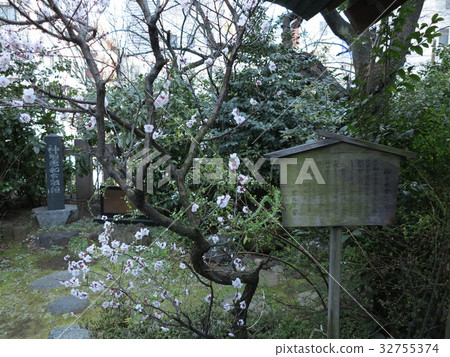 Shiba Daijingu Shrine 32755374