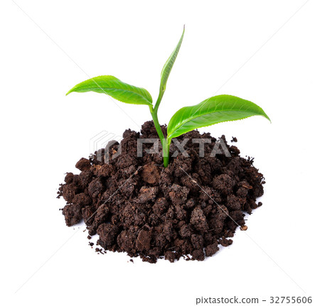 green tea leaf isolated on white background green tea leaf isolated on white background 32755606