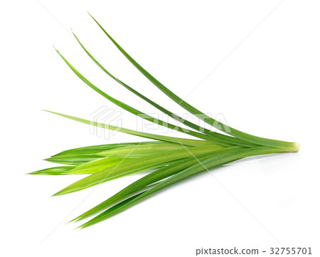 Fresh Pandan leaves on white background 32755701