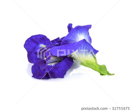 Butterfly Pea flower on white background 32755875