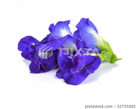 Butterfly Pea flower on white background 32755892