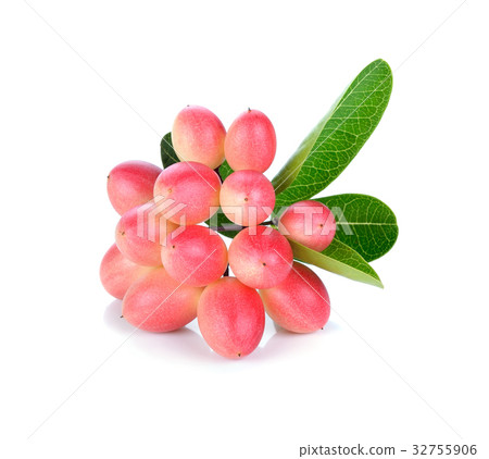 Carissa carandas Linn,Karanda, Carunda 32755906