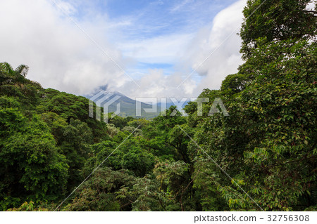 Lush rainforest canopy view 32756308