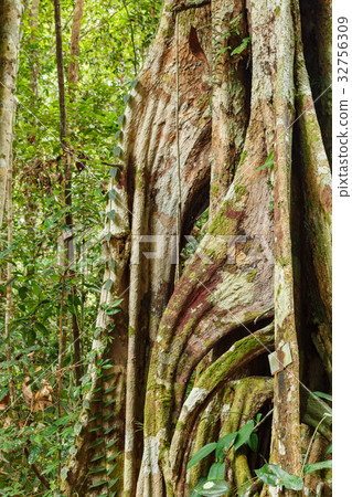 Buttress tree roots in rainforest Buttress tree roots in rainforest 32756309