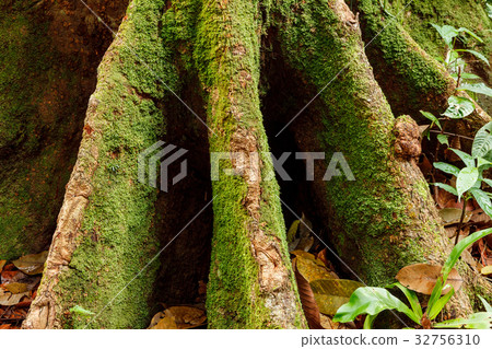 Buttress tree roots in rainforest Buttress tree roots in rainforest 32756310
