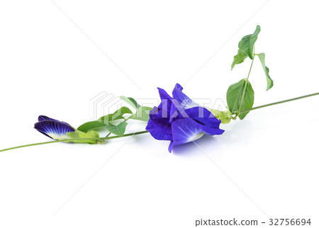 Butterfly Pea isolated on white background 32756694