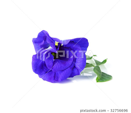 Butterfly Pea isolated on white background 32756696