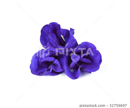 Butterfly Pea isolated on white background 32756697