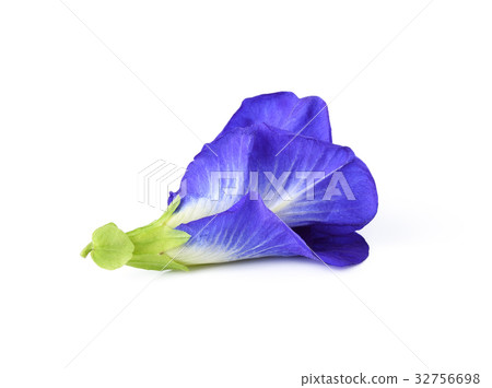 Butterfly Pea isolated on white background 32756698