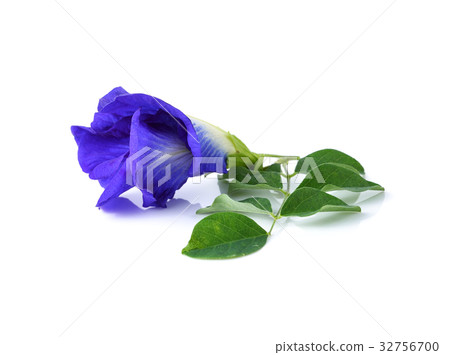 Butterfly Pea isolated on white background 32756700