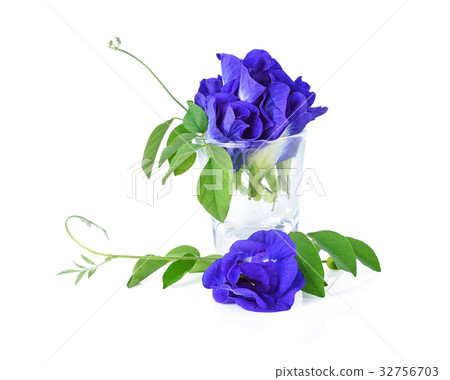 Butterfly Pea isolated on white background 32756703